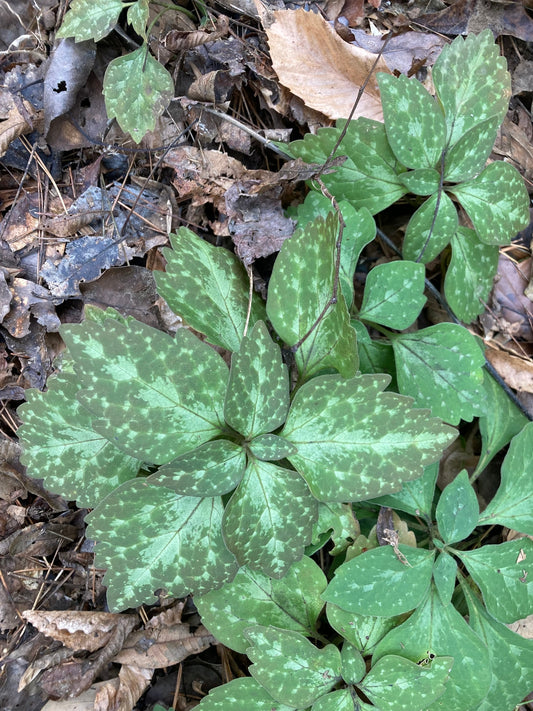 Green spotted leafy plants growing among brown fallen leaves on the forest floor.