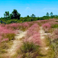 Pink muhly grass, Muhlenbergia capillaris, 32 cell plug flat