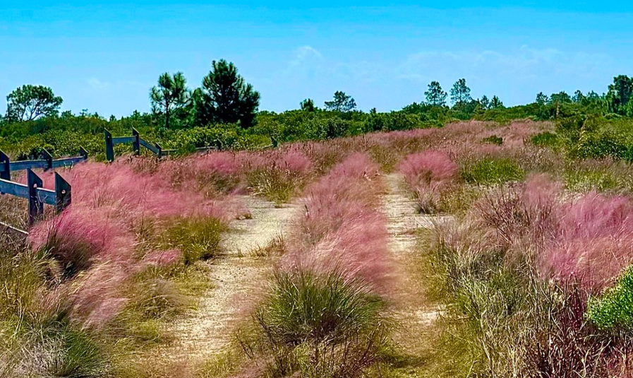 Pink muhly grass, Muhlenbergia capillaris, 32 cell plug flat