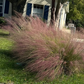 Pink muhly grass, Muhlenbergia capillaris, 32 cell plug flat