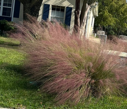 Pink muhly grass, Muhlenbergia capillaris, 32 cell plug flat