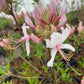 Pinxterbloom Azalea, Rhododendron periclymenoides (nudiflorum)