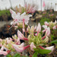 A cluster of pinxterbloom azalea flowers in pink and white, with green leaves, growing outdoors.