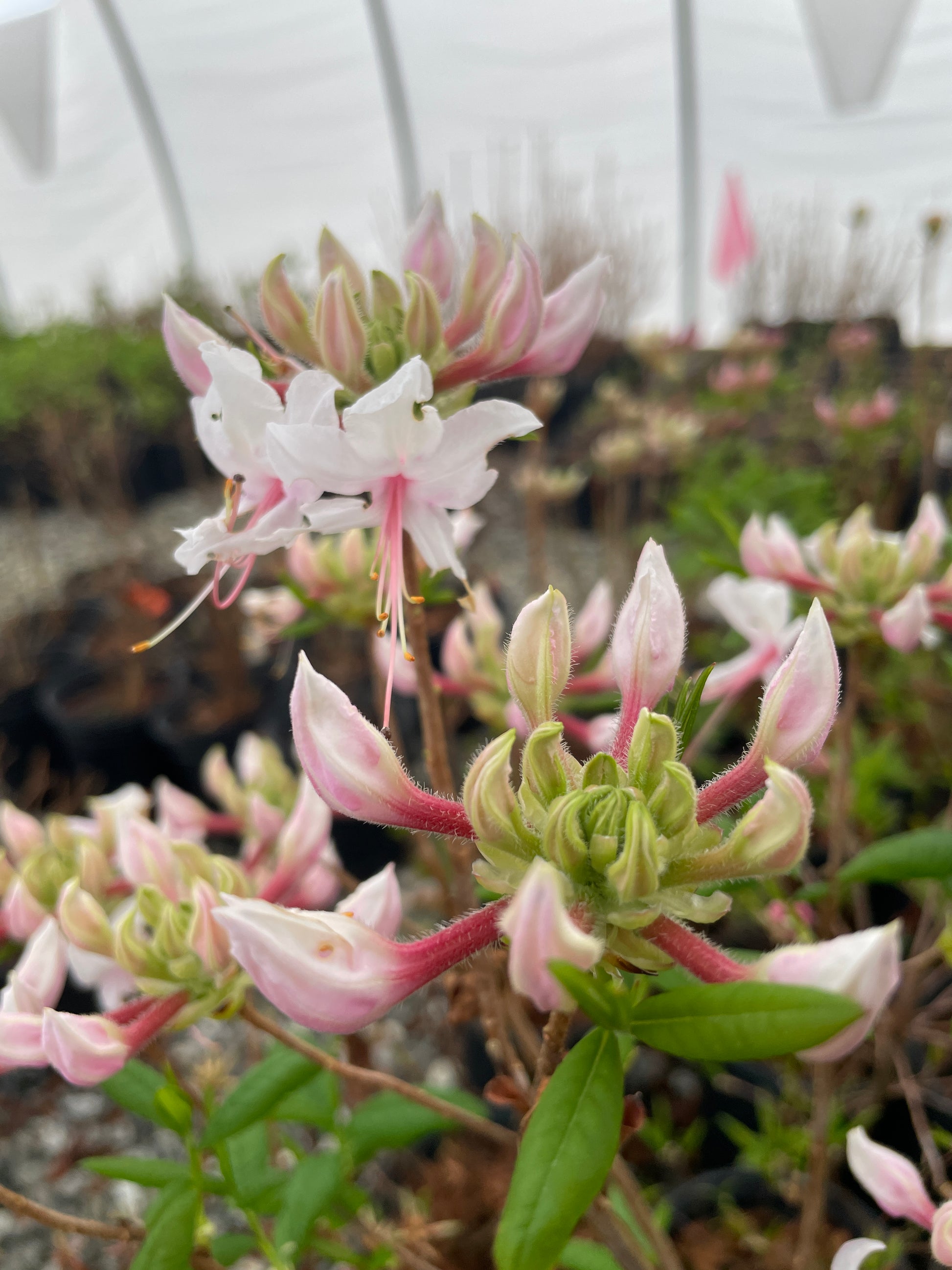 A cluster of pinxterbloom azalea flowers in pink and white, with green leaves, growing outdoors.