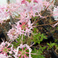 Pink and white spider lilies (Lycoris radiata) in bloom on a branch, photographed in a greenhouse or nursery setting with other potted plants and pots visible in the background.