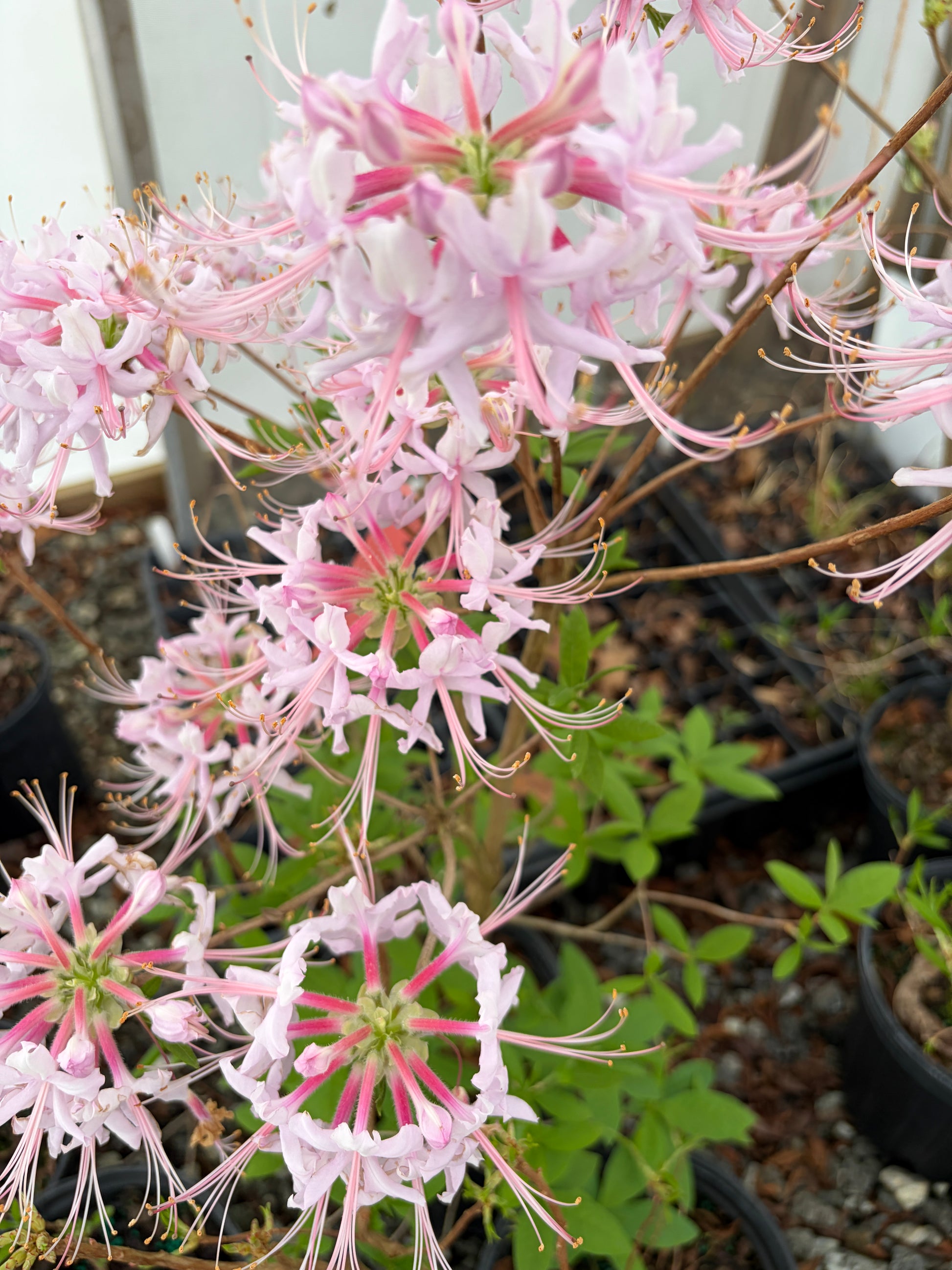 Pink and white spider lilies (Lycoris radiata) in bloom on a branch, photographed in a greenhouse or nursery setting with other potted plants and pots visible in the background.
