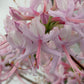Close-up of light pink and white flowers with long pink stamens on a soft blurred background.