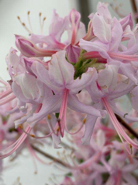 Close-up of light pink and white flowers with long pink stamens on a soft blurred background.