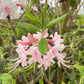 Pink rhododendron flowers with long stamens and green leaves in a natural outdoor setting.