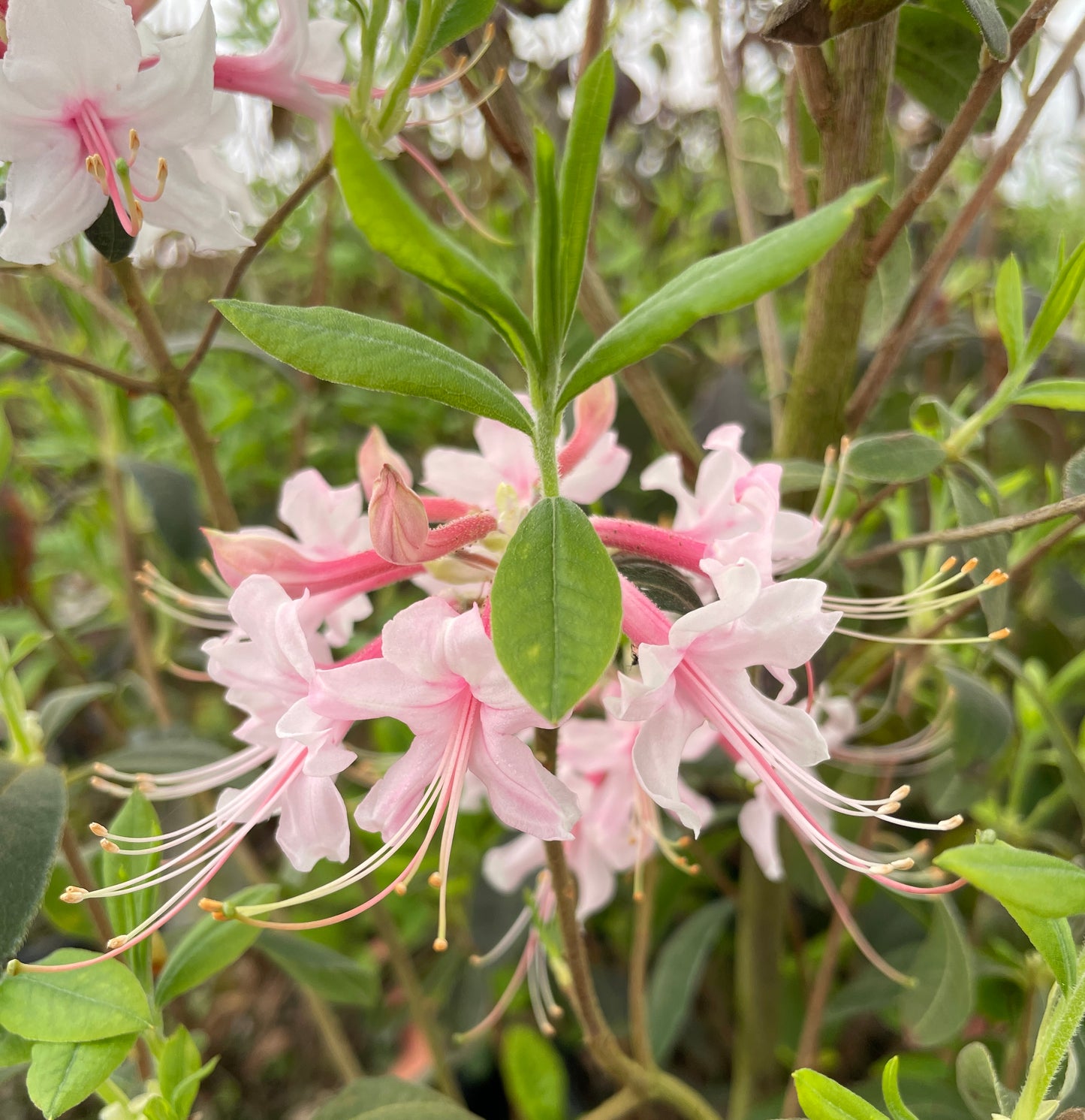 Pink rhododendron flowers with long stamens and green leaves in a natural outdoor setting.