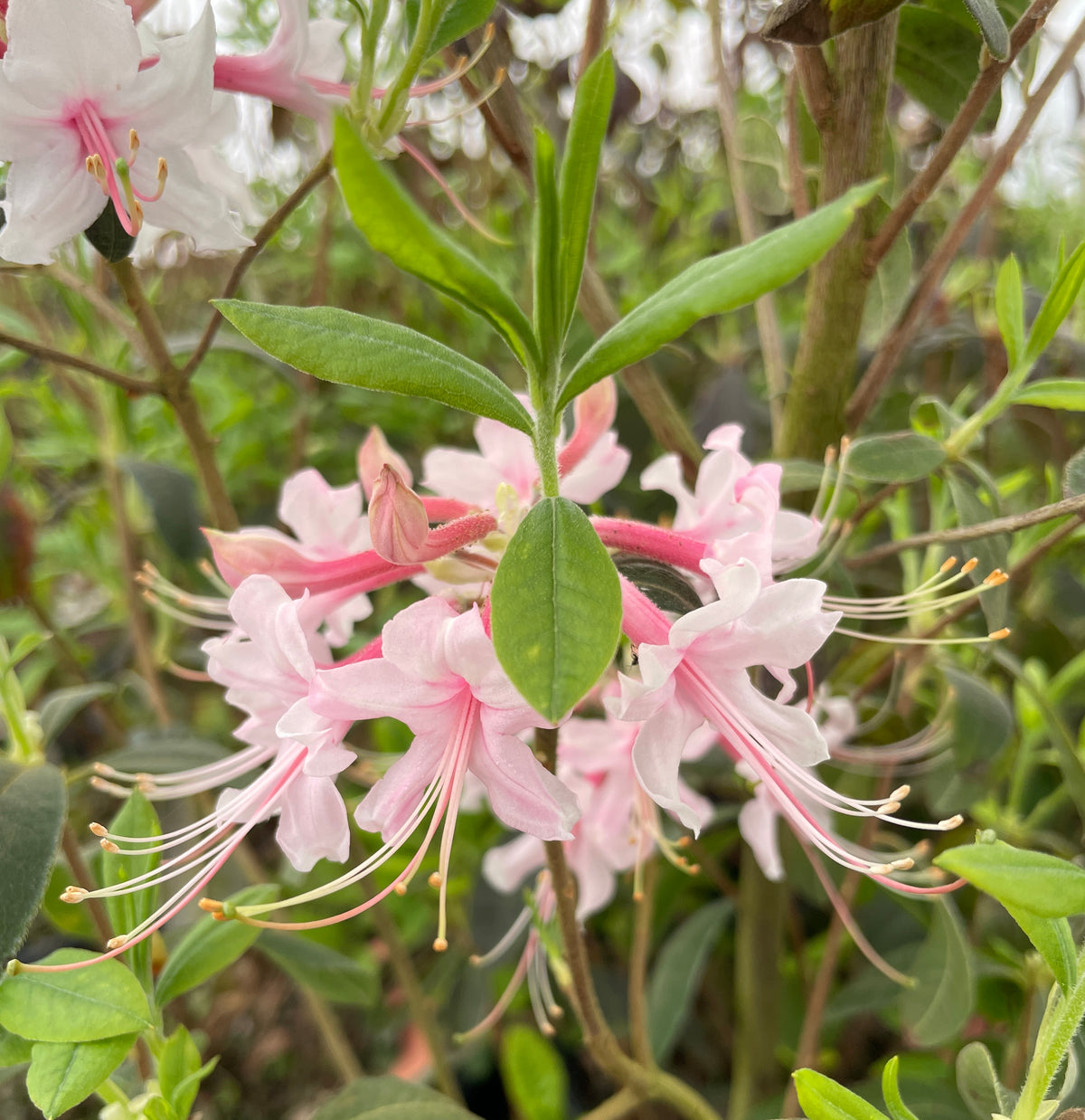 Pink rhododendron flowers with long stamens and green leaves in a natural outdoor setting.