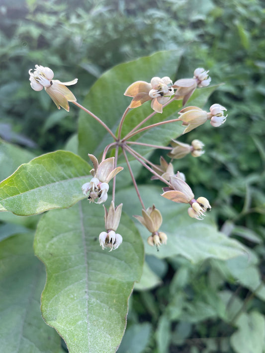 Cluster of light pink flowers of poke milkweed