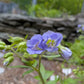 A close-up of light purple flowers with green leaves in a natural outdoor setting with a blurred stone wall and greenery in the background.