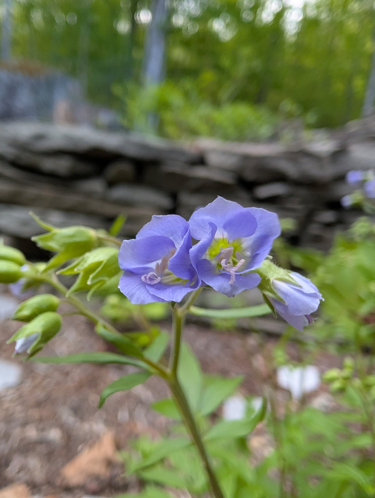 A close-up of light purple flowers with green leaves in a natural outdoor setting with a blurred stone wall and greenery in the background.