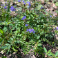 A close-up outdoor shot of a leafy green plant with small purple-blue flowers blooming among dry leaves and grass.