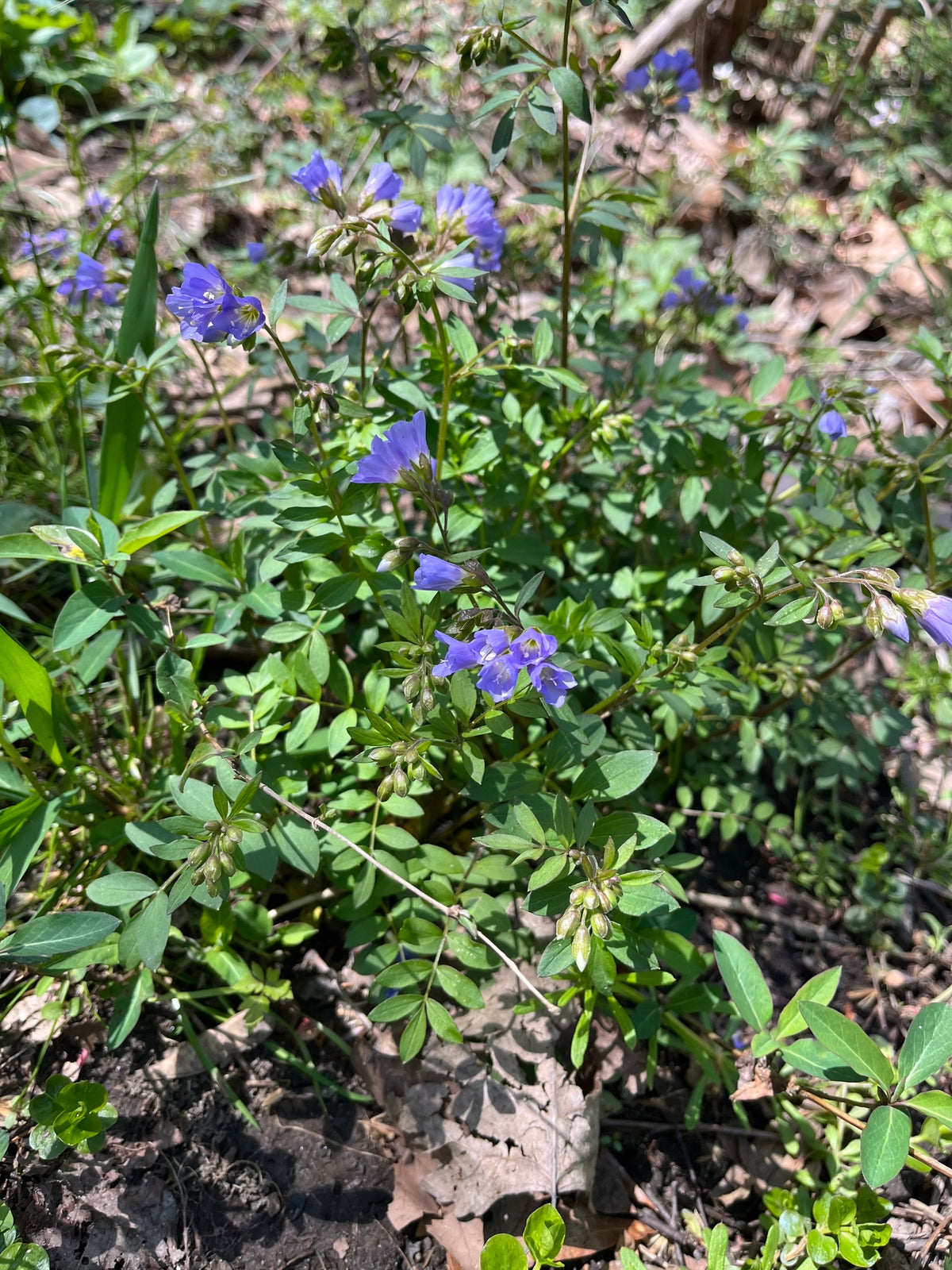 A close-up outdoor shot of a leafy green plant with small purple-blue flowers blooming among dry leaves and grass.