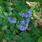 A cluster of small blue flowers with green leaves growing outdoors among other plants.