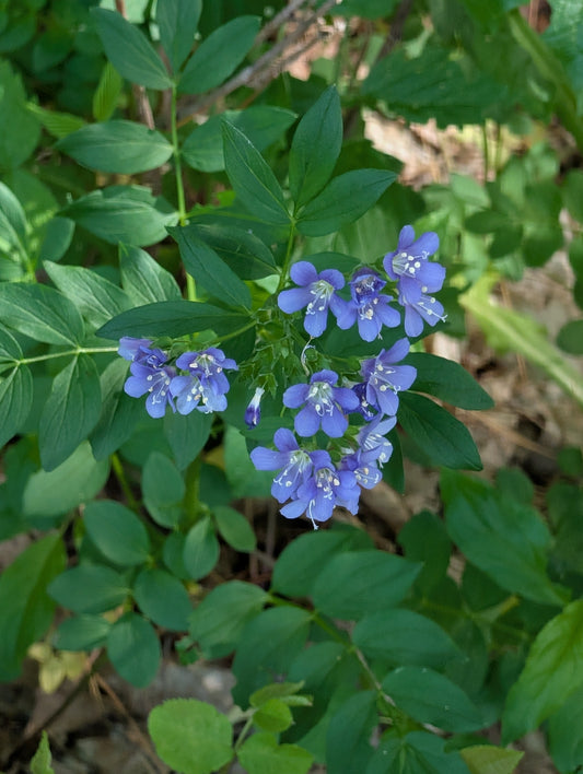 A cluster of small blue flowers with green leaves growing outdoors among other plants.
