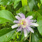 A close-up of a wild passionflower in full bloom, surrounded by green leaves and stems in a natural outdoor setting.