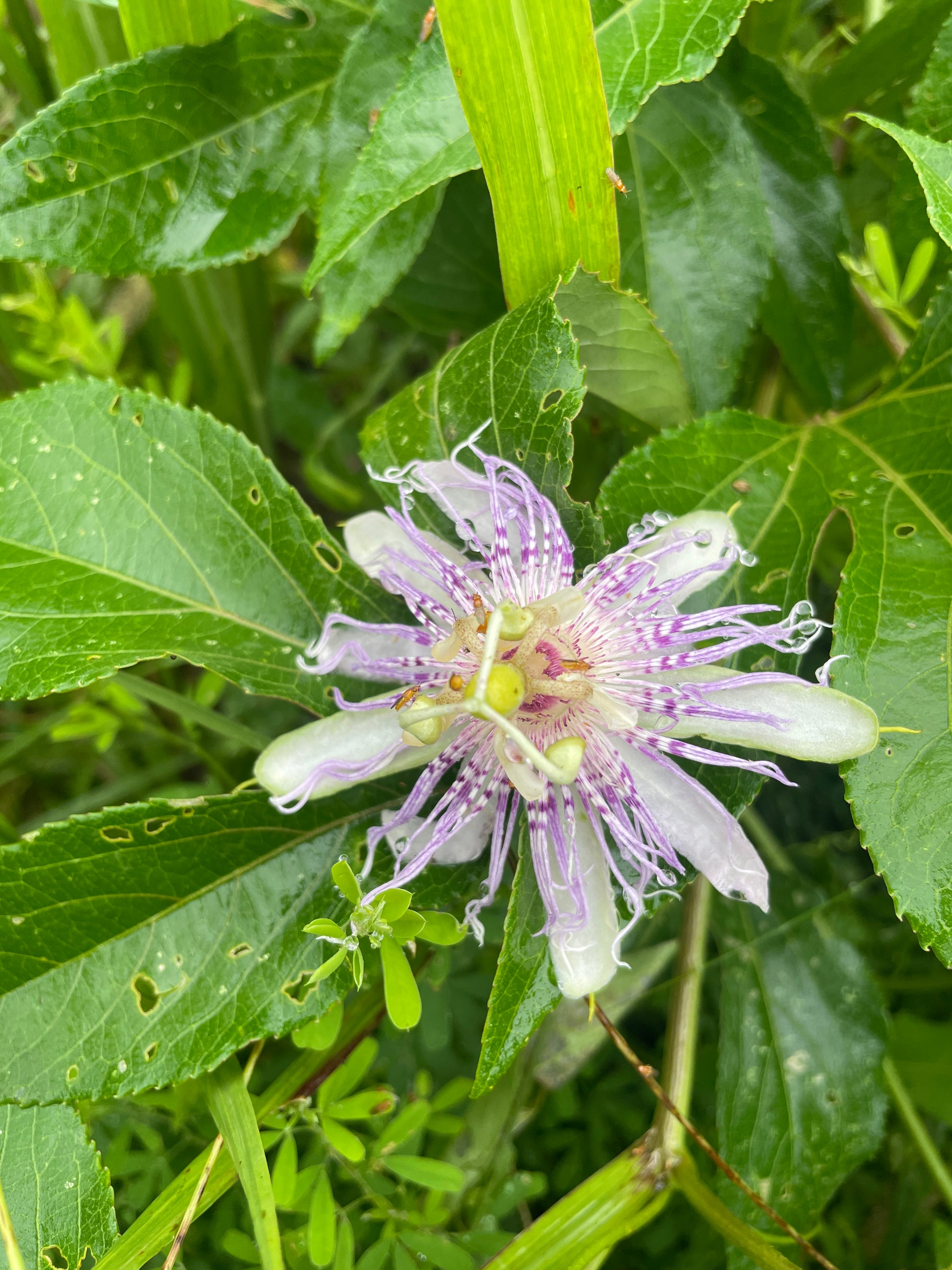 A close-up of a wild passionflower in full bloom, surrounded by green leaves and stems in a natural outdoor setting.
