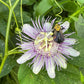 A close-up of a wild passionflower with pale lavender-white petals and a purple center, with a yellow-and-black bee resting on one petal, surrounded by green leaves and vines.