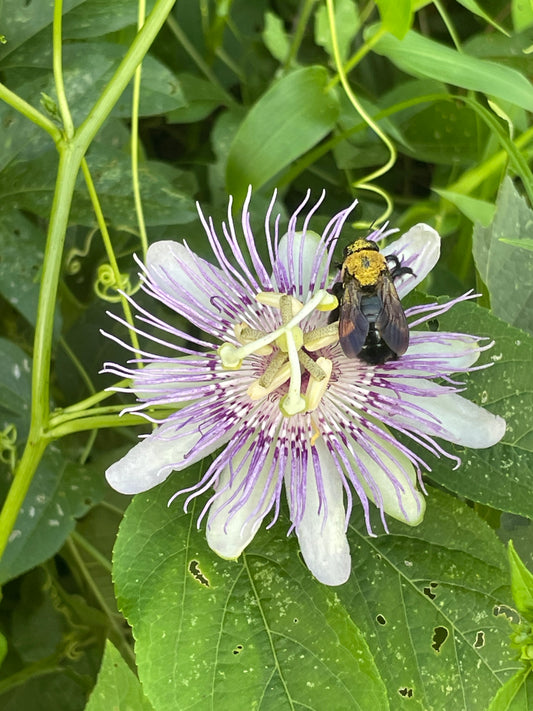 A close-up of a wild passionflower with pale lavender-white petals and a purple center, with a yellow-and-black bee resting on one petal, surrounded by green leaves and vines.