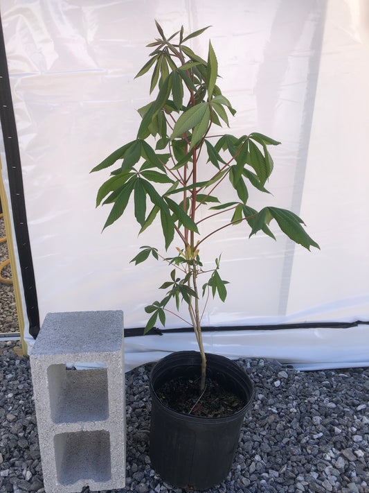 Red buckeye tree in 3-gallon pot next to cinderblock for scale
