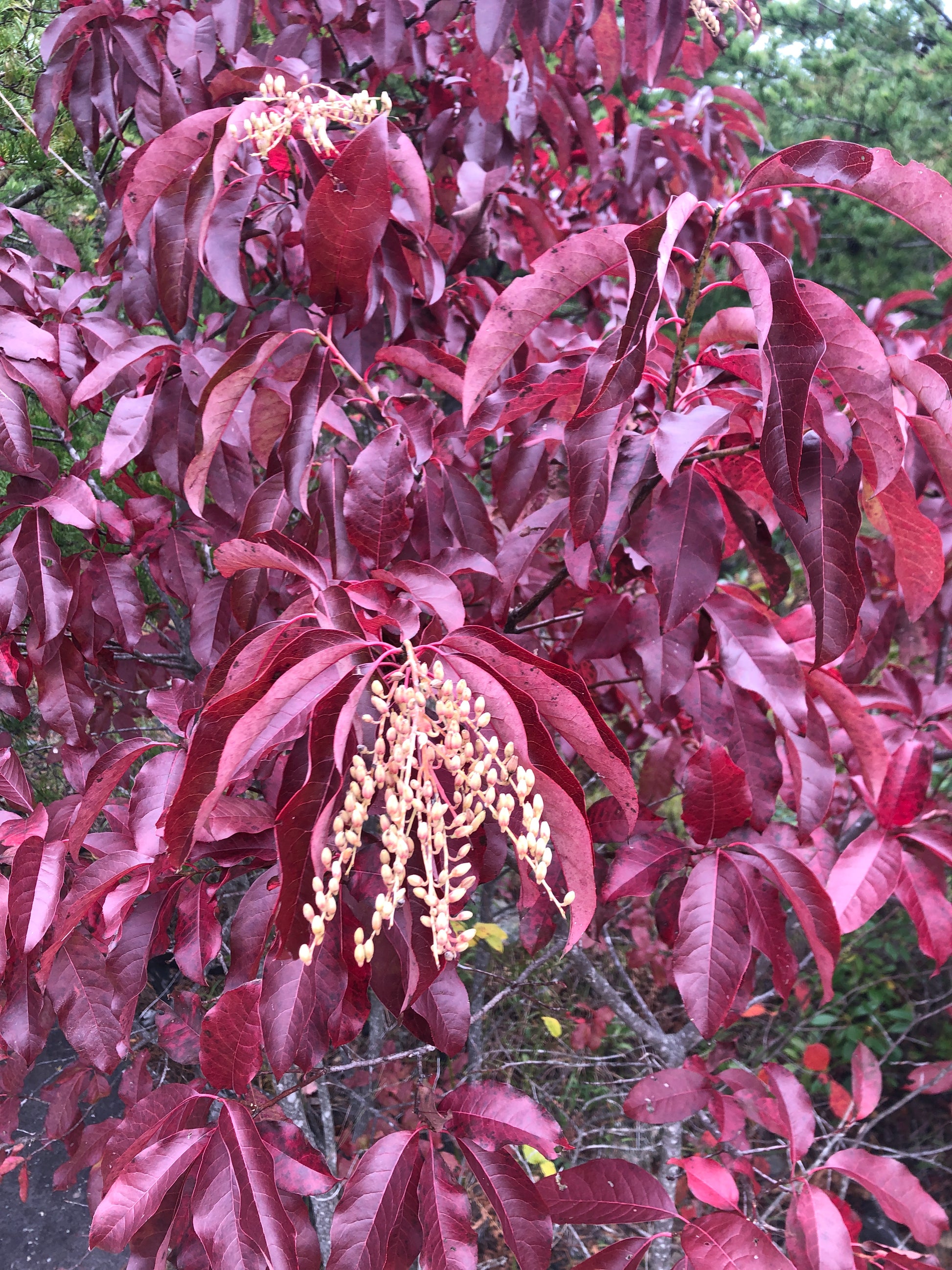 Deep burgundy leaves of sourwood tree