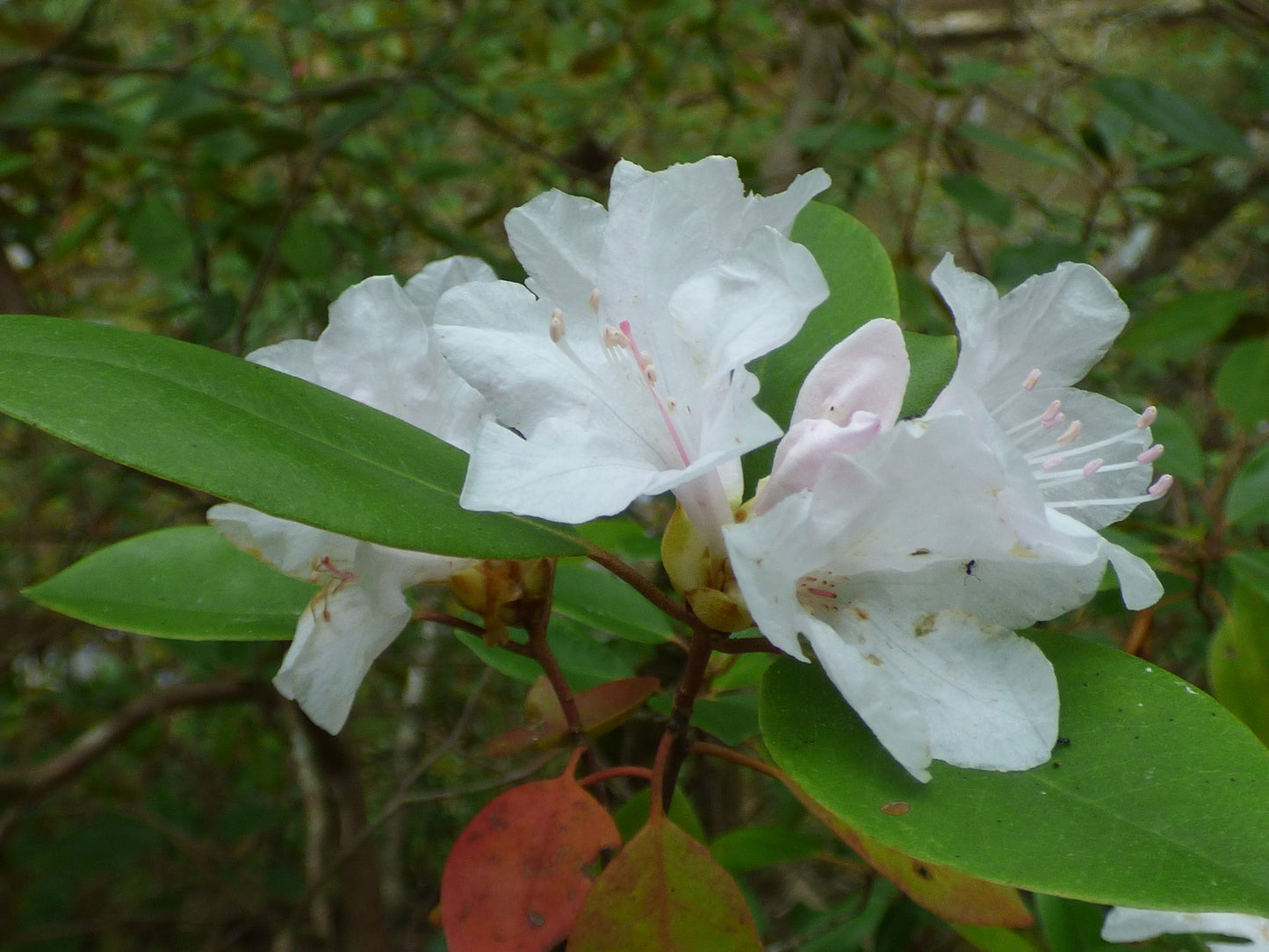 Carolina rhododendron, Rhododendron carolinianum