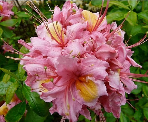 Close-up of a pink flower with green leaves in the background