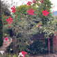 Big, bright red flowers blooming on a large plant with large, lacy leaves