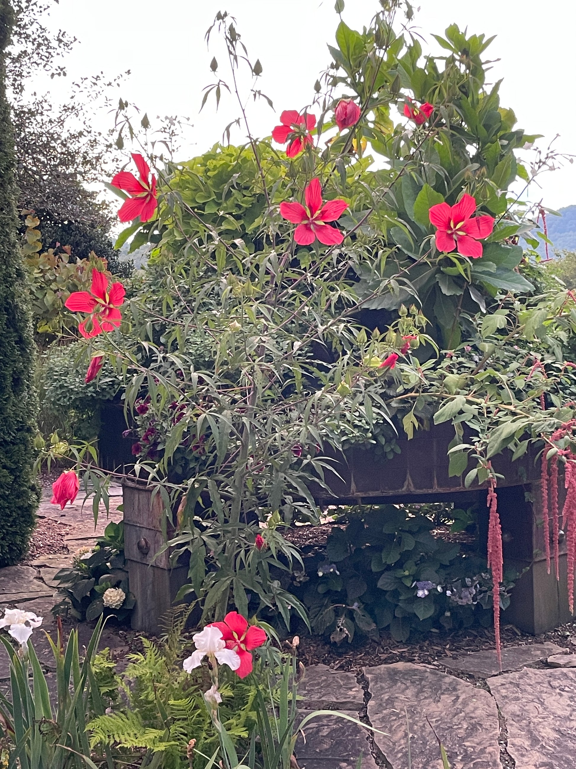 Big, bright red flowers blooming on a large plant with large, lacy leaves