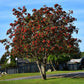 American Mountain Ash, Sorbus americana