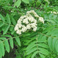 American Mountain Ash, Sorbus americana