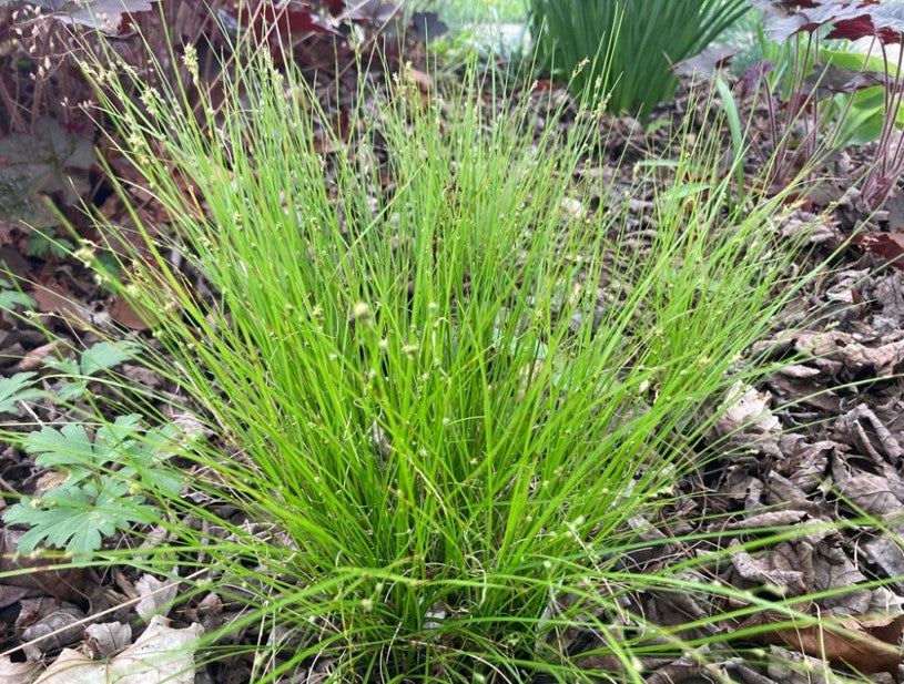 Appalachian sedge, Carex appalachica, 32 cell plug flat