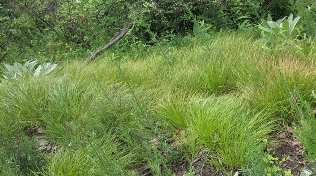 Pennsylvania sedge, Carex pensylvanica, 32 cell plug flat