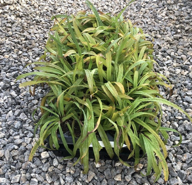 Seersucker Sedge, Carex plantaginea, 32 cell plug flat