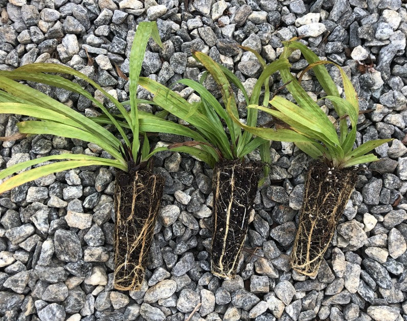 Seersucker Sedge, Carex plantaginea, 32 cell plug flat