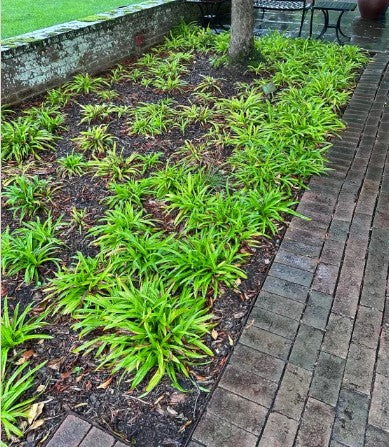 Seersucker Sedge, Carex plantaginea, 32 cell plug flat