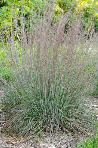 Little bluestem, Schizachyrium scoparium, 32 cell plug flat