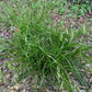 Cherokee sedge, Carex cherokeensis, 50 cell plug flat