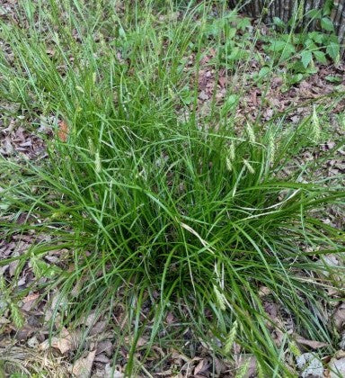 Cherokee sedge, Carex cherokeensis, 50 cell plug flat