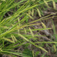 Cherokee sedge, Carex cherokeensis, 50 cell plug flat