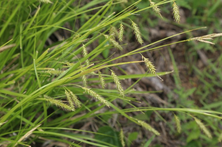 Cherokee sedge, Carex cherokeensis, 50 cell plug flat