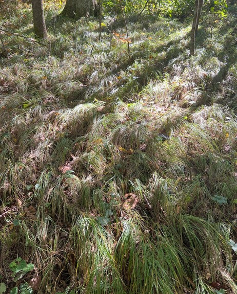 Pennsylvania sedge, Carex pensylvanica, 32 cell plug flat