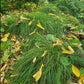 Pennsylvania sedge, Carex pensylvanica, 32 cell plug flat