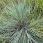 Little bluestem, Schizachyrium scoparium, 32 cell plug flat