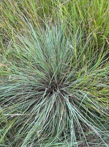 Little bluestem, Schizachyrium scoparium, 32 cell plug flat