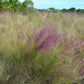 Pink muhly grass, Muhlenbergia capillaris, 32 cell plug flat