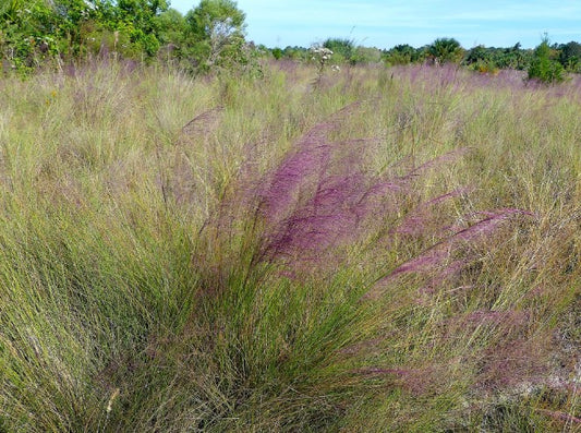 Pink muhly grass, Muhlenbergia capillaris, 32 cell plug flat